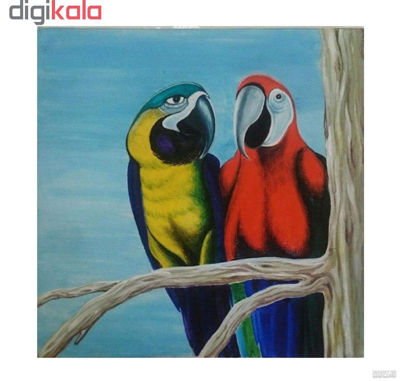  عکس طوطی نقاشی