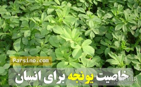 آنالیز یونجه خشک آنالیز یونجه خشک