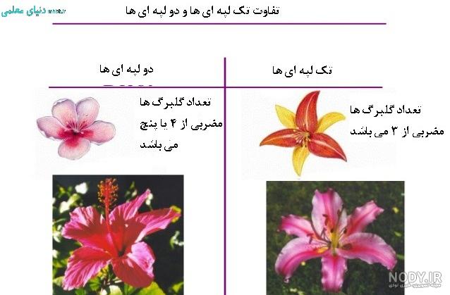 اسم گیاهان تک لپه ای