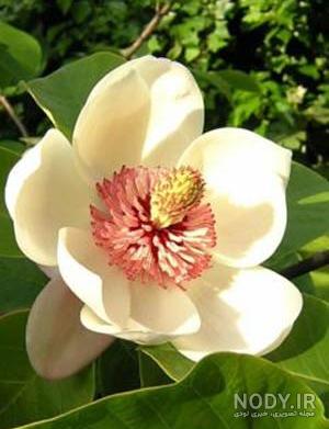 برنج چند لپه ای است