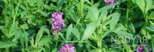 جایگزین یونجه برای خرگوش جایگزین یونجه برای خرگوش