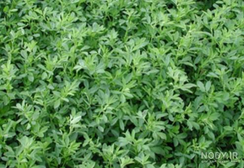 خرید یونجه برای خرگوش در اصفهان خرید یونجه برای خرگوش در اصفهان