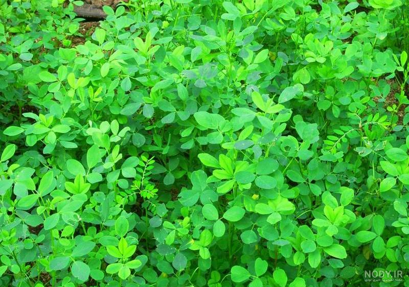 خواص ریشه یونجه خواص ریشه یونجه