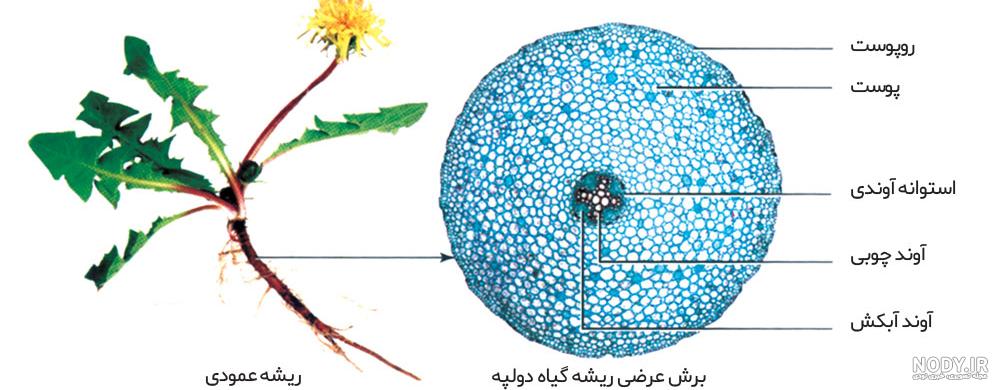 عدس تک لپه ای است یا دو لپه ای