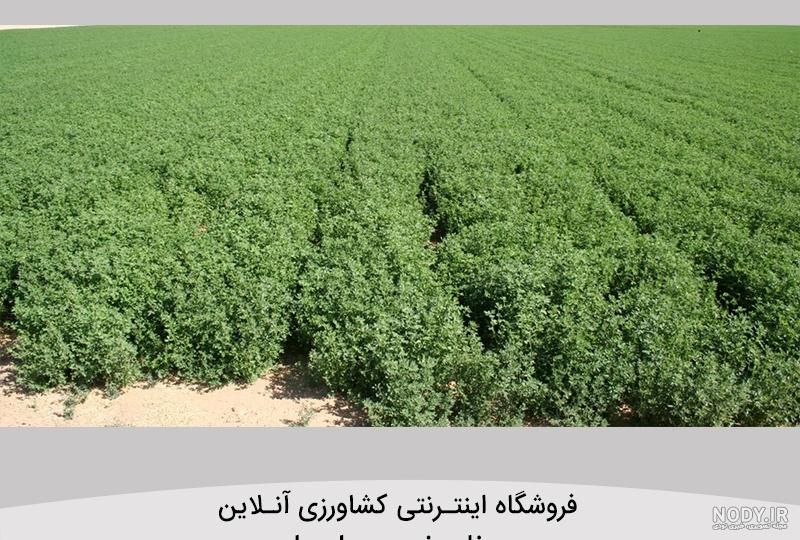 عوارض یونجه عوارض یونجه