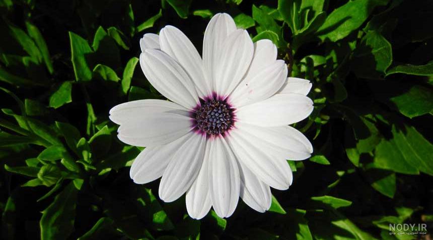 عکس دانه های تک لپه ای
