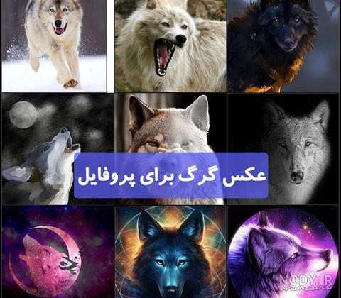 عکس روباه و گرگ زیبا