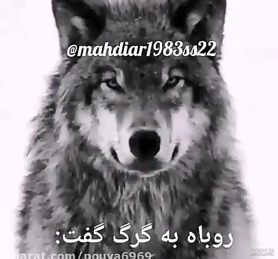 عکس روباه و گرگ کنار هم