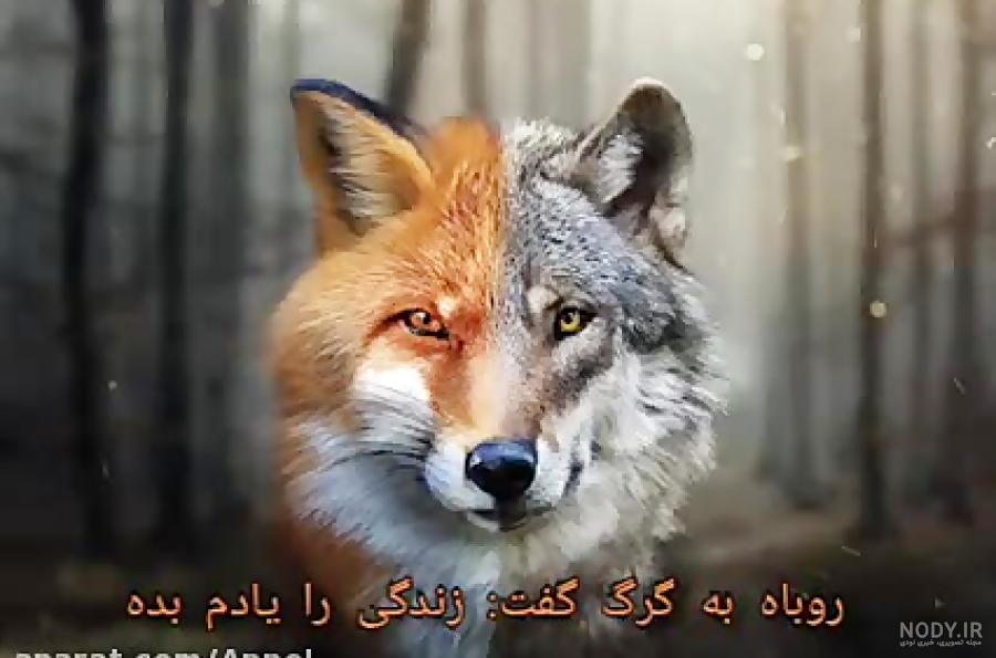 عکس روباه گرگ