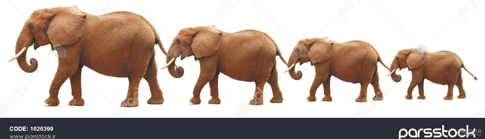 عکس فیلم گاو