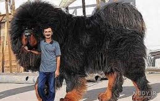 عکس قوی ترین سگها