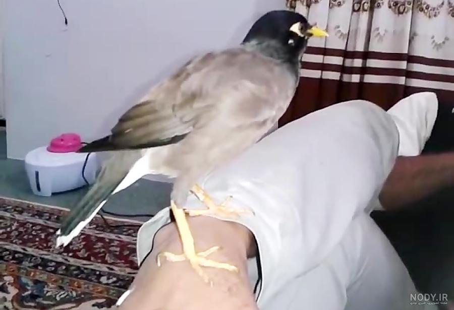 عکس مرغ مینا بچه عکس مرغ مینا بچه