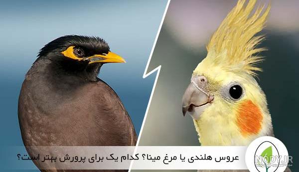 عکس مرغ مینا خانگی عکس مرغ مینا خانگی