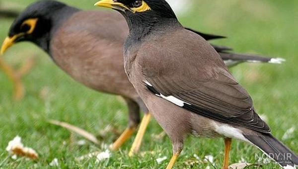 عکس مرغ مینا سفید عکس مرغ مینا سفید