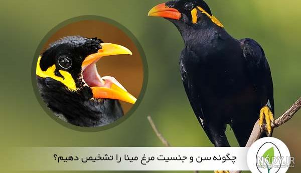 عکس مرغ مینا نر عکس مرغ مینا نر