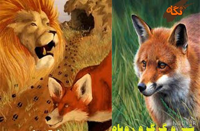 عکس گرگ برای پروفایل