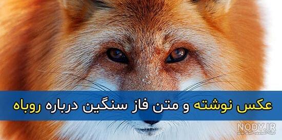 عکس گرگ واقعی