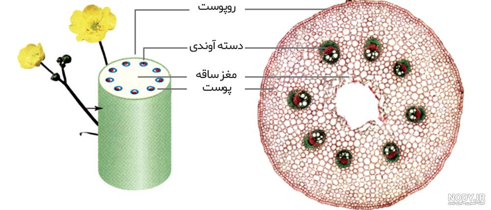 عکس گیاه دو لپه ای