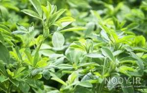 عکس یونجه زار عکس یونجه زار