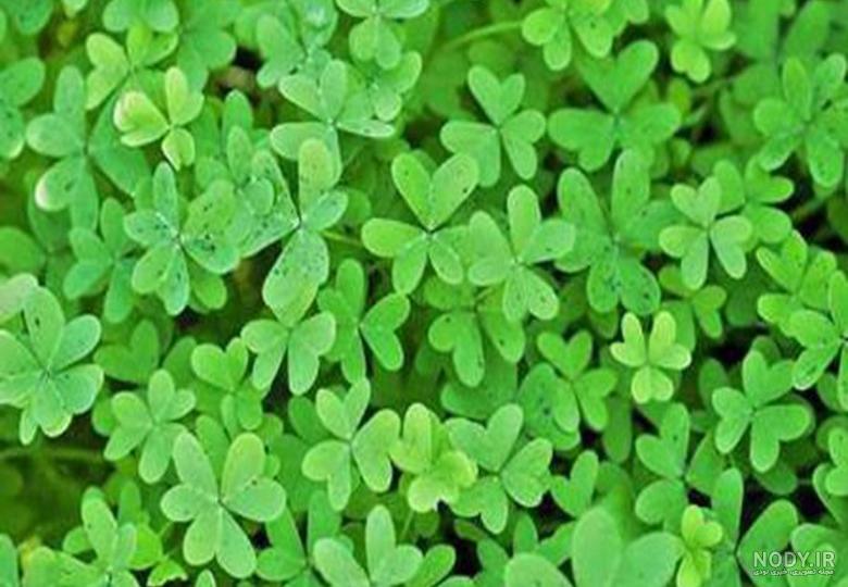 عکس یونجه وحشی عکس یونجه وحشی