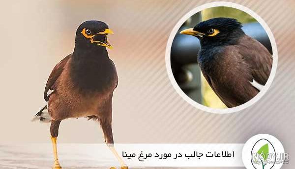 غذای مرغ مینا غذای مرغ مینا