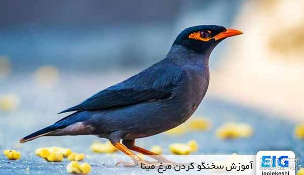 قیمت مرغ مینا قیمت مرغ مینا