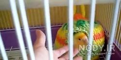 لانه طوطی کوتوله لانه طوطی کوتوله