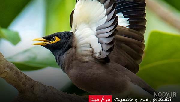 مرغ مینا سیاه مرغ مینا سیاه
