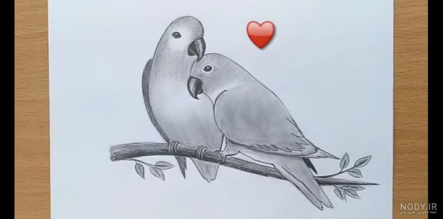 نقاشی طوطی برزیلی نقاشی طوطی برزیلی