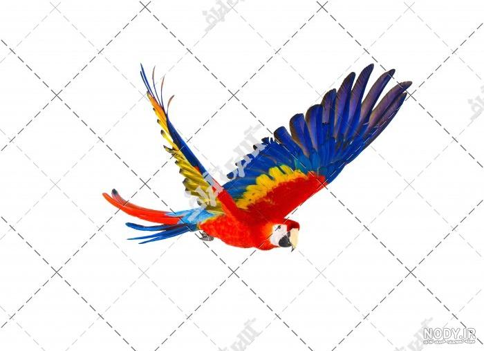 نقاشی طوطی سخت نقاشی طوطی سخت