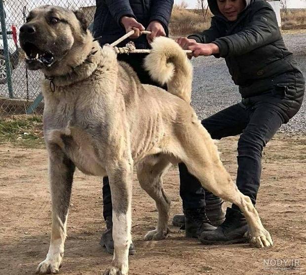 نژاد سگ شکاری