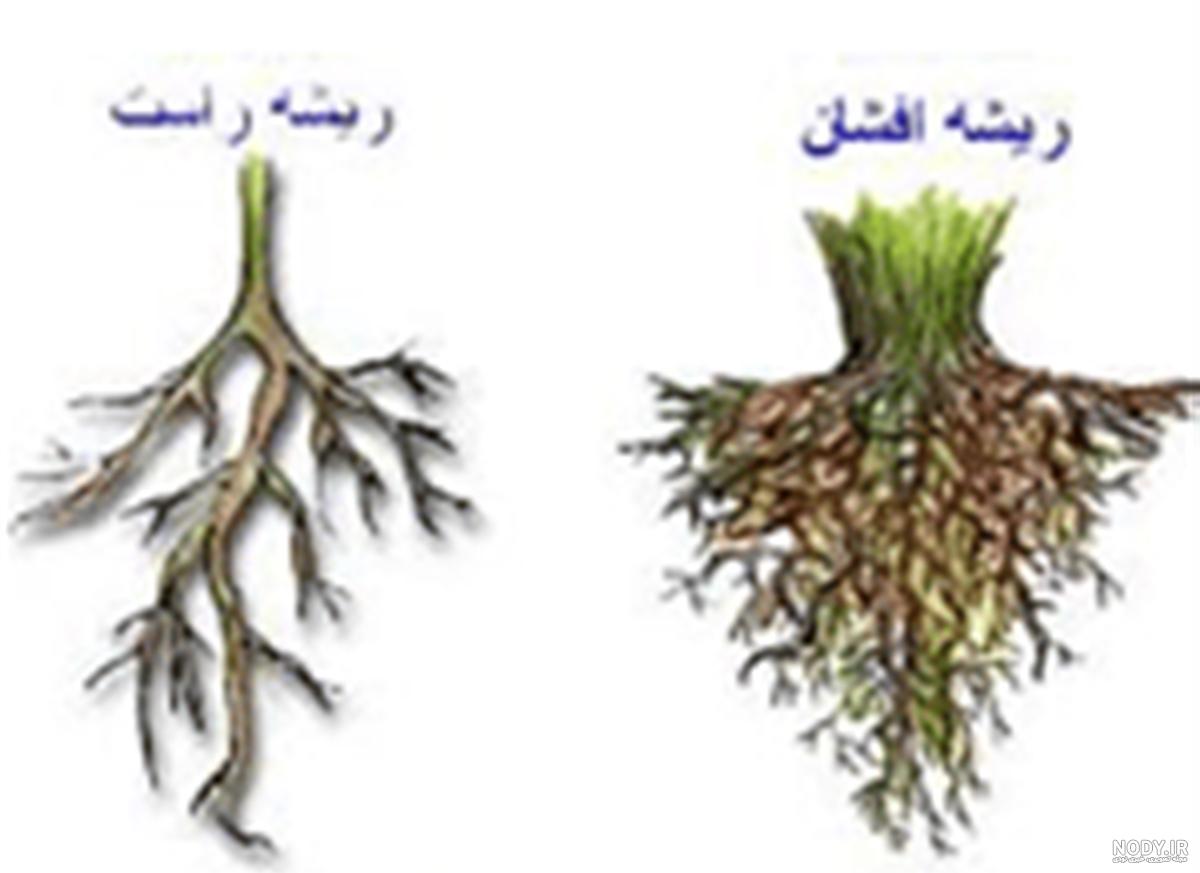 گندم تک لپه است یا دو لپه