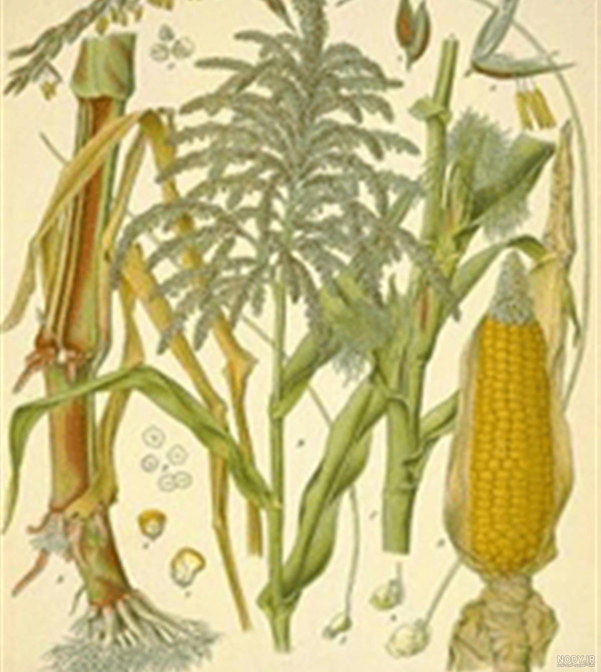گیاهان تک لپه ای و دو لپه ای