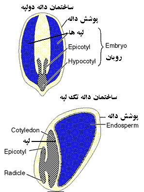 گیاهان دو لپه ای کلاس سوم