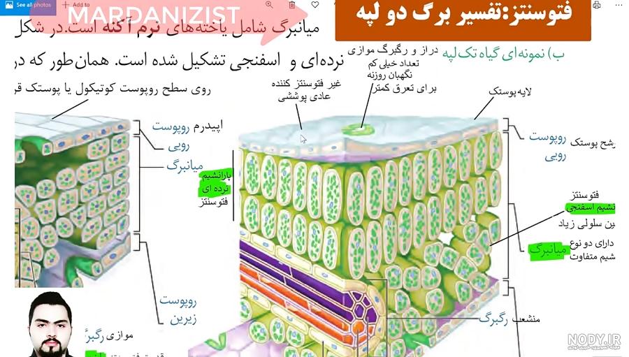 گیاهان دو لپه ای کلاس چهارم