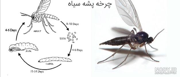 برای دفع پشه های ریز گلدان میشه از فلفل قرمز استفاده کرد