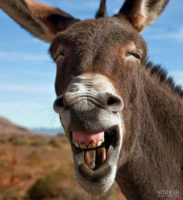 عکس جالب و دیدنی حیوانات عکس جالب و دیدنی حیوانات
