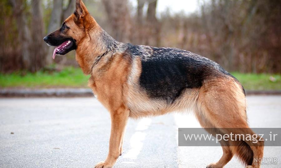 عکس سگ ژرمن توله عکس سگ ژرمن توله