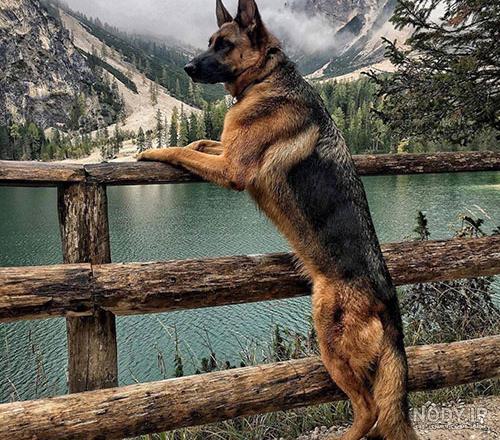 عکس سگ ژرمن ورک عکس سگ ژرمن ورک
