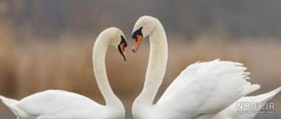 عکس قو نقاشی عکس قو نقاشی