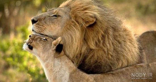 عکس های دیدنی از حیوانات عکس های دیدنی از حیوانات