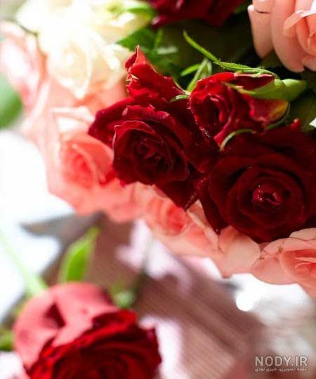 عکس گل برای پروفایل شاد