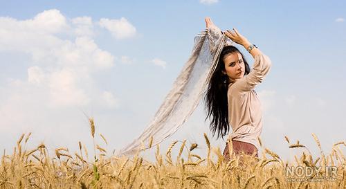 عکس گندم زار زرد عکس گندم زار زرد