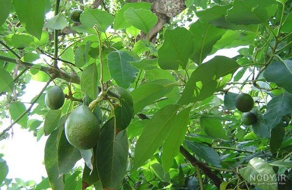 قیمت آووکادو قیمت آووکادو