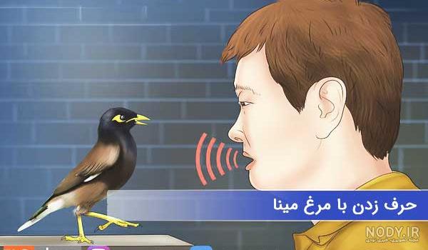 مرغ مینا سخنگو بهترین