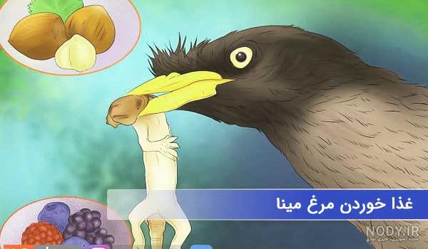 مرغ مینا سخنگو بهترین