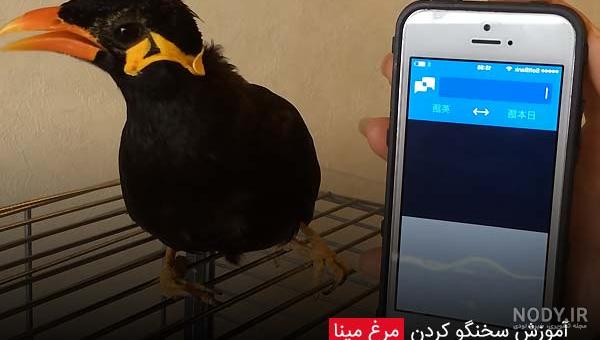 مرغ مینا گونه نماینده