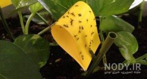 چگونه پشه های ریز گلدان را از بین ببریم