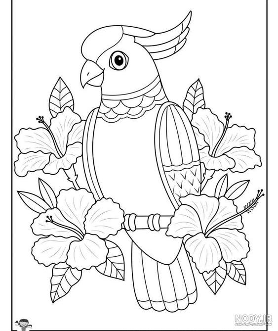  عکس پرنده در حال پرواز نقاشی