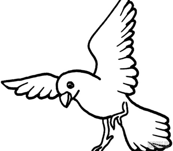 عکس پرنده در حال پرواز نقاشی